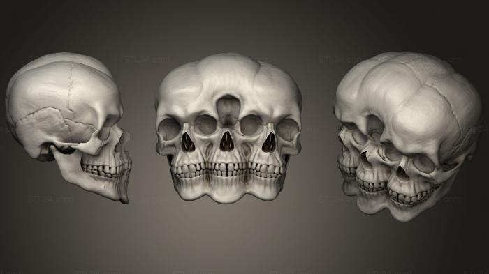 Анатомия скелеты и черепа (Орнамент в виде черепа, ANTM_1298) 3D модель для ЧПУ станка